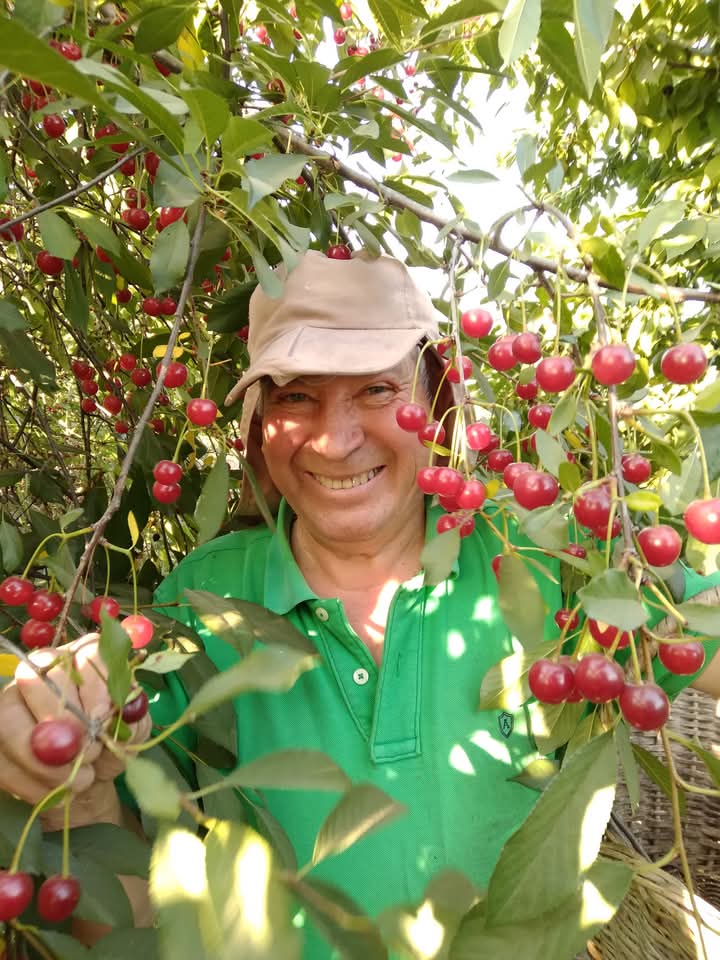 Hombre adulto sonriente cosechando cerezas, rodeado de ramas con frutos rojos en un árbol frutal, en un entorno rural y natural.