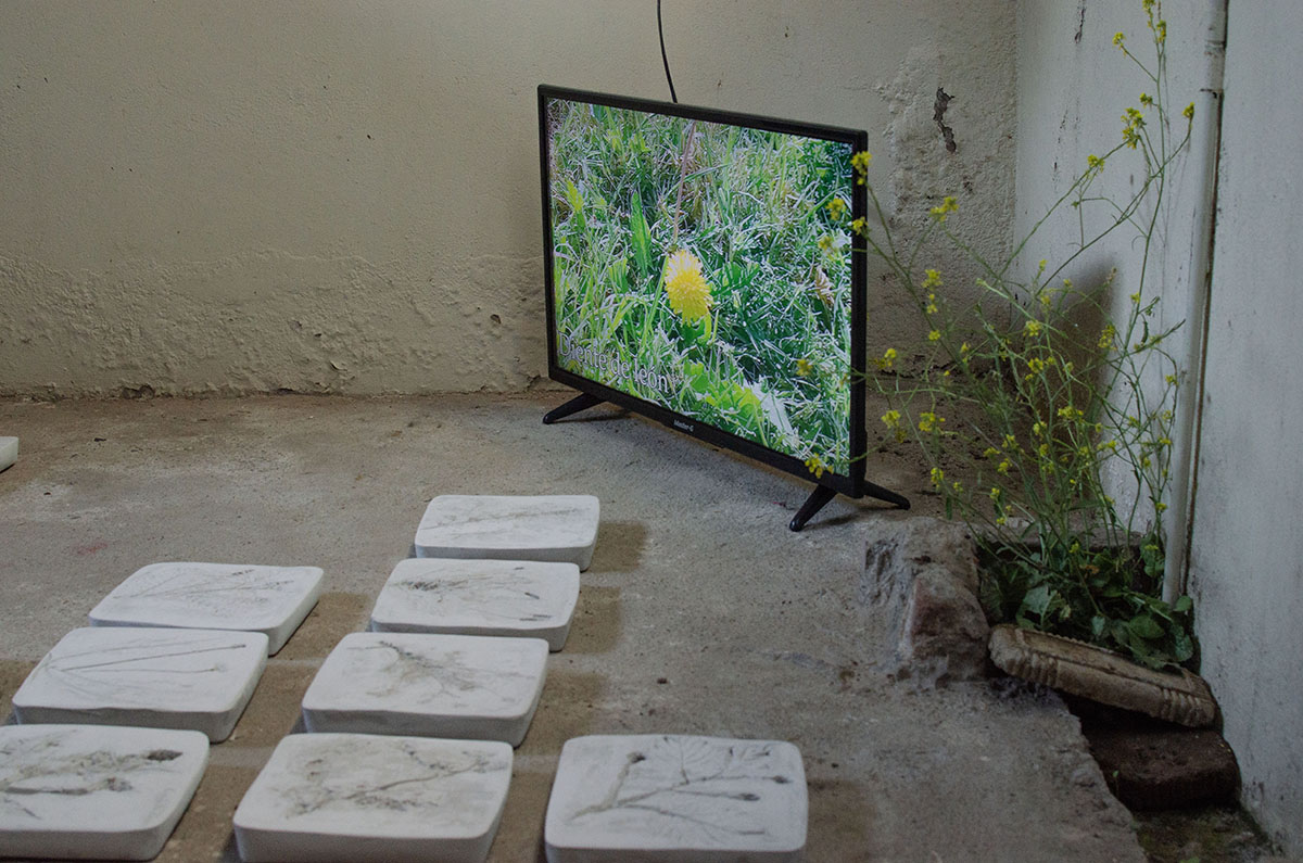 Instalación artística en sala interior con un televisor en el suelo proyectando una imagen de una flor amarilla en el pasto, rodeado de piezas blancas cuadradas con impresiones botánicas y una planta real creciendo junto a la pared.
